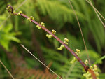 P4063428