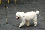 HONG KONG PARK 192