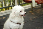HONG KONG PARK 223