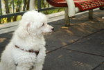 HONG KONG PARK 230