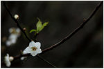 Conghua_02