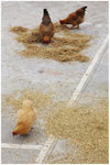lin_village_a03