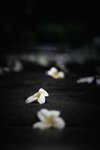 HK Cemetery 070614 PICT6470
