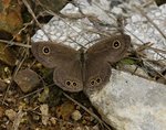 Resize_DSC_0154
