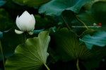 080728_KEL_9960 copy