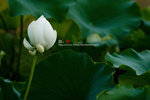 080728_KEL_9963 copy