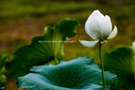 080728_KEL_9964 copy