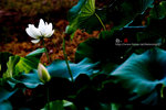080728_KEL_9966 copy