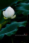 080728_KEL_9974 copy