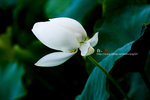 080728_KEL_9981 copy