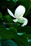 080728_KEL_9986 copy