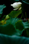 080728_KEL_9994 copy