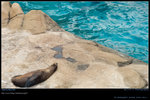 DSC_0507_20060911op