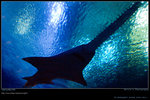 DSC_0536_20060911op