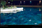 DSC_0548_20060911op