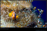DSC_0553_20060911op