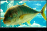 DSC_0565_20060911op