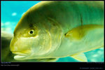 DSC_0566_20060911op