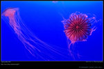 DSC_0599_20060911op
