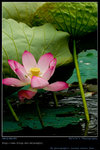 DSC_0004_060604
