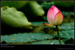 DSC_0008_060604