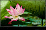 DSC_0019_060604