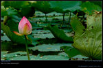 DSC_0033_060604