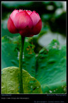 DSC_0038_060604