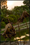 KEL_5097_20061101_lotus