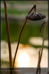 KEL_5098_20061101_lotus
