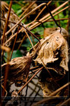 KEL_5107_20061101_lotus