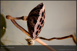 KEL_5108_20061101_lotus