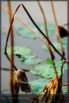 KEL_5119_20061101_lotus