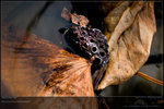 KEL_5120_20061101_lotus