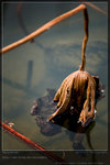 KEL_5125_20061101_lotus