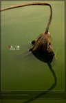 KEL_5133_20061101_lotus