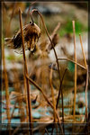 KEL_5140_20061101_lotus