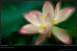 DSC_0001_200606282g