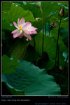 DSC_0003_200606282g