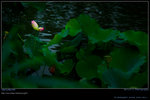 DSC_0008_200606282g
