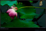 DSC_0010_200606282g