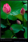 DSC_0079_200606282g