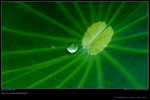 DSC_0099_200606282g