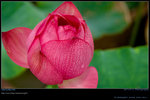 DSC_0042_20060617_2_2