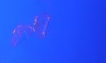 Jelly Fish 1