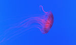 Jelly Fish 10