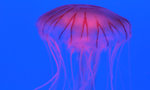 Jelly Fish 11