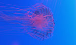 Jelly Fish 12