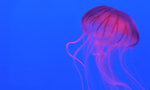 Jelly Fish 13