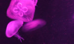 Jelly Fish 15